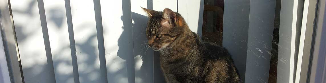 Kat weg