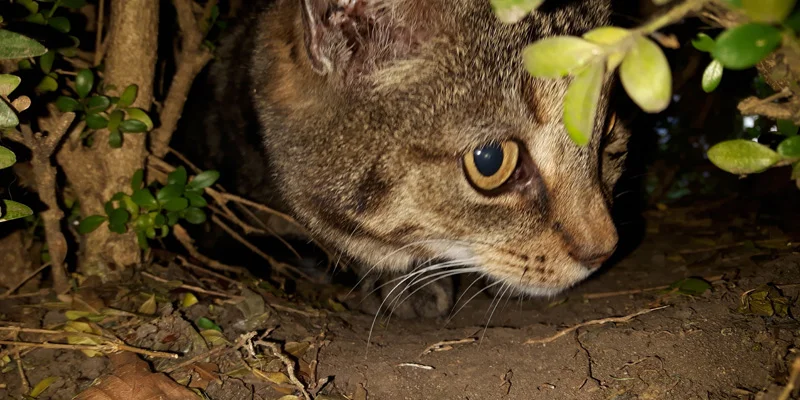 Kat weggelopen? Misschien is de kat verstopt.